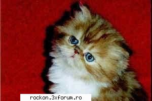 �!'��25 parerile dv despre op